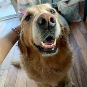 Meet your Posher, Janet